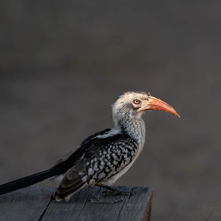 Buffelshoek Tented Camp Wildreservat Manyeleti Exterior foto