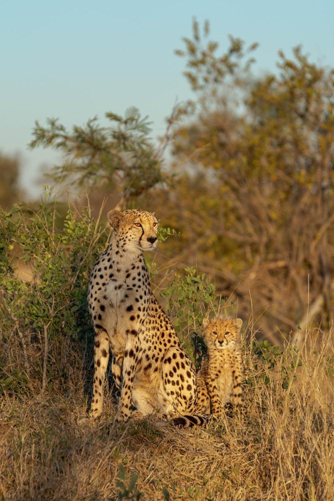 Buffelshoek Tented Camp Wildreservat Manyeleti Exterior foto