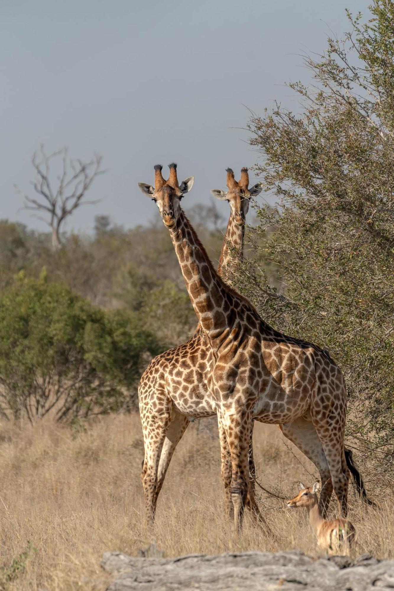 Buffelshoek Tented Camp Wildreservat Manyeleti Exterior foto