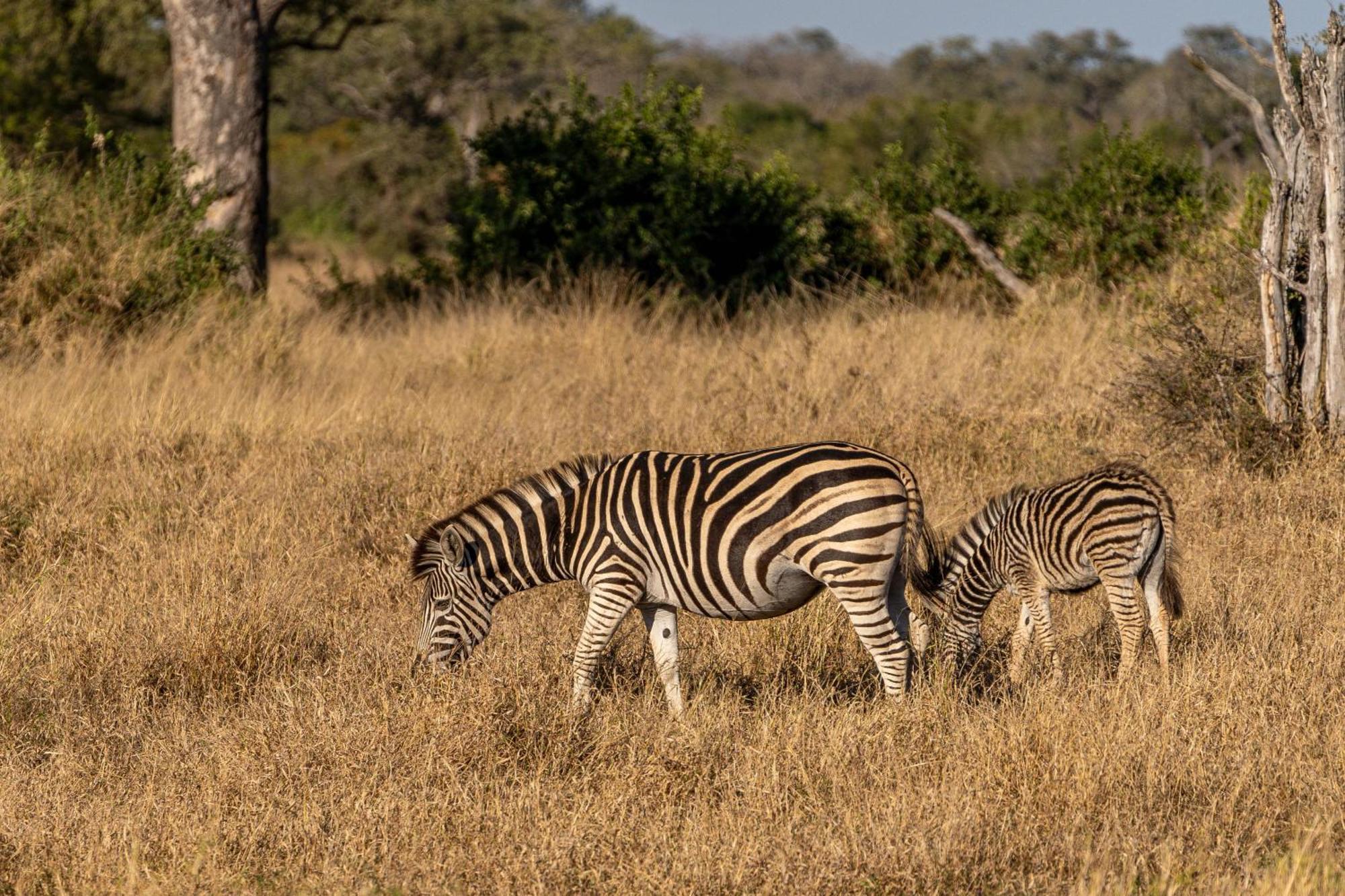 Buffelshoek Tented Camp Wildreservat Manyeleti Exterior foto