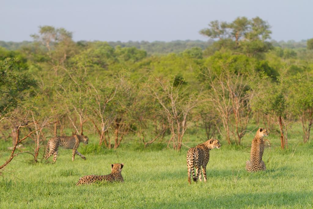 Buffelshoek Tented Camp Wildreservat Manyeleti Exterior foto