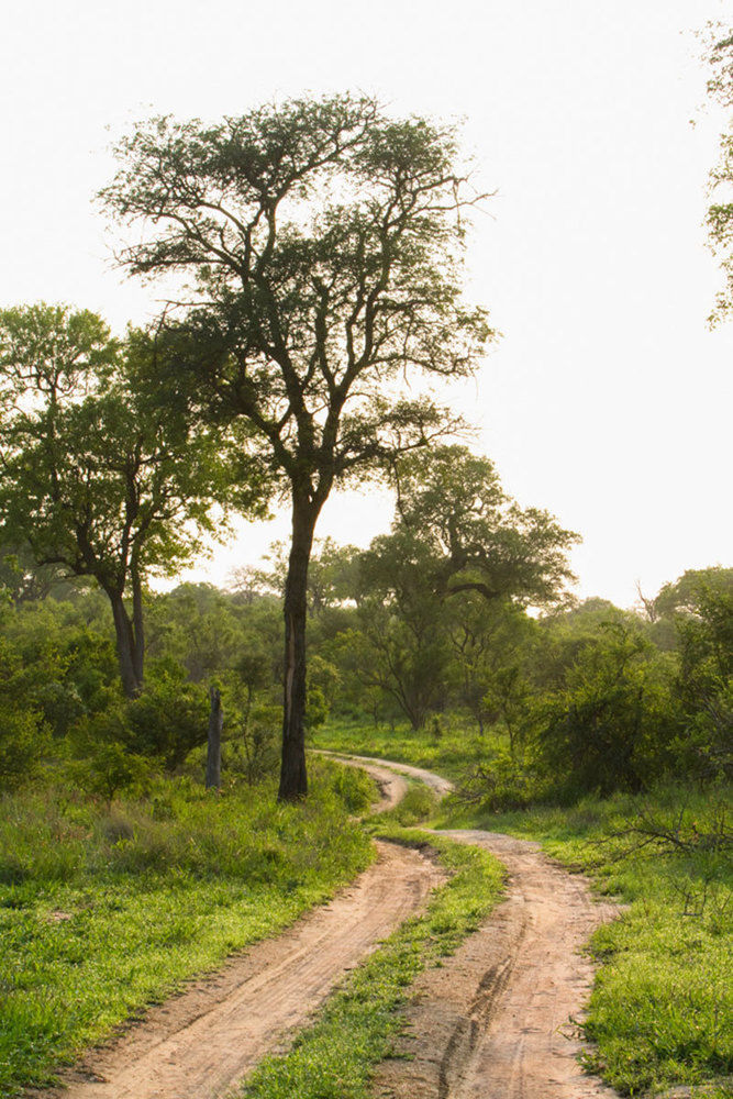 Buffelshoek Tented Camp Wildreservat Manyeleti Exterior foto
